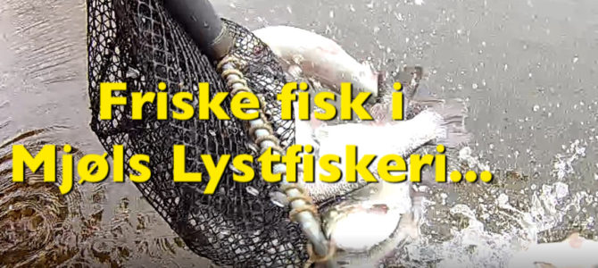 SE VIDEO: Friske regnbueørreder i begge søerne 1. maj