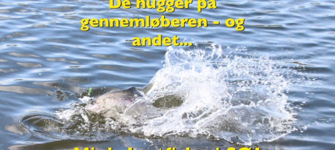 27. maj : Mjøls Lystfiskeri: Nyd sommervejret i SØ1 med hele familien og PowerBait