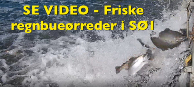 SE VIDEO – Mjøls Lystfiskeri SØ1 – Friske regnbueørreder i dag – 08-06-2018 SE VIDEO – Mjøls Lystfiskeri SØ1 – Friske regnbueørreder i dag – 08-06-2018