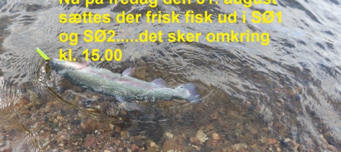 Fredag den 31. august sættes der friske fisk ud i begge søer