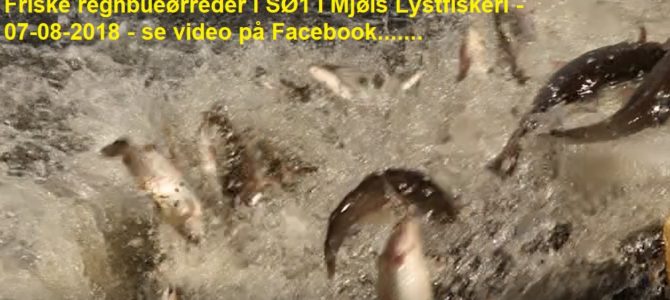 Mjøls Lystfiskeri – Friske regnbueørreder i SØ1 i dag