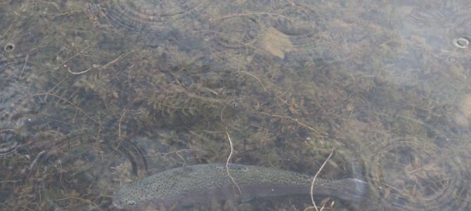 SE VIDEO – Mjøls Lystfiskeri – Friske Fisk Fredag eftermiddag