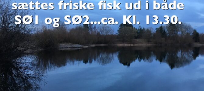 Friske fisk ud i begge søer i dag Friske fisk ud i begge søer i dag