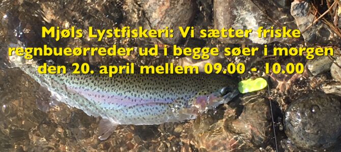 – Vi sætter friske fisk ud Påskelørdag