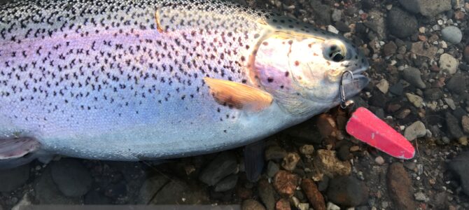 Mjøls Lystfiskeri: Fang dem, og smag dem…