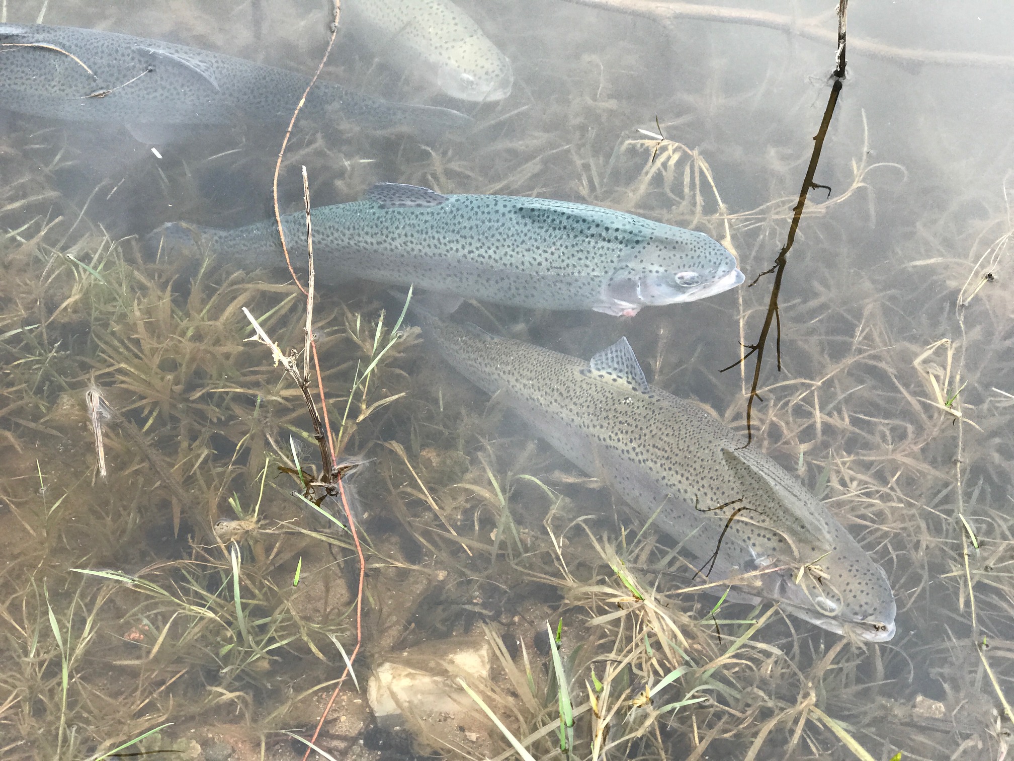 SE VIDEO – Mjøls Lystfiskeri – SØ1 – Så kom der Påskefisk i søen…