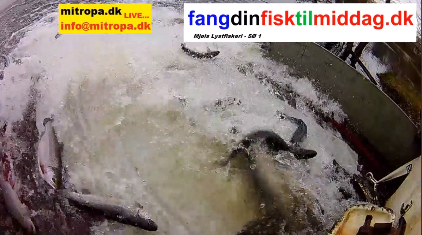 Friske fisk i SØ1 på lørdag – se video