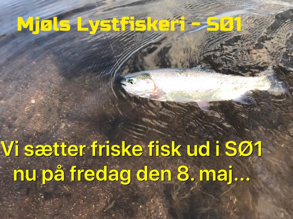 Mjøls: Friske regnbueørreder på fredag