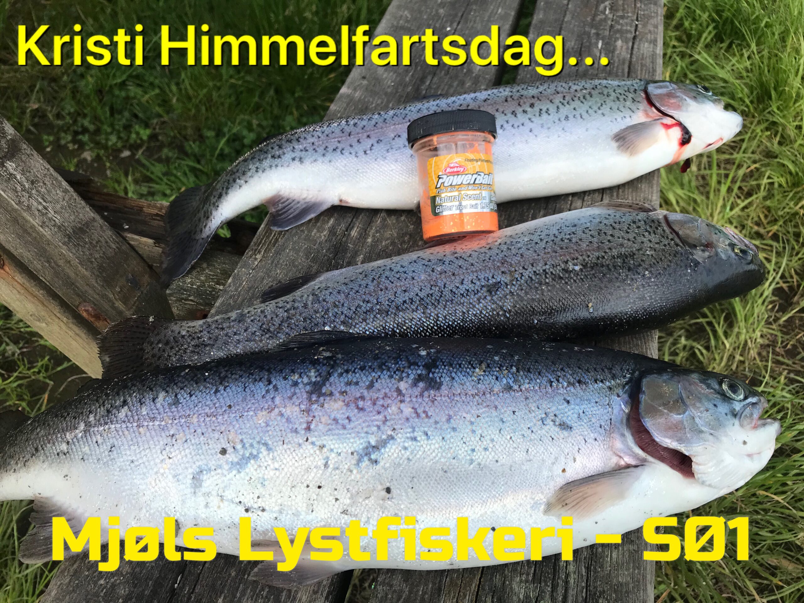 Ørrederne i Mjøls Lystfiskeri elsker hvidløg Ørrederne i Mjøls Lystfiskeri elsker hvidløg