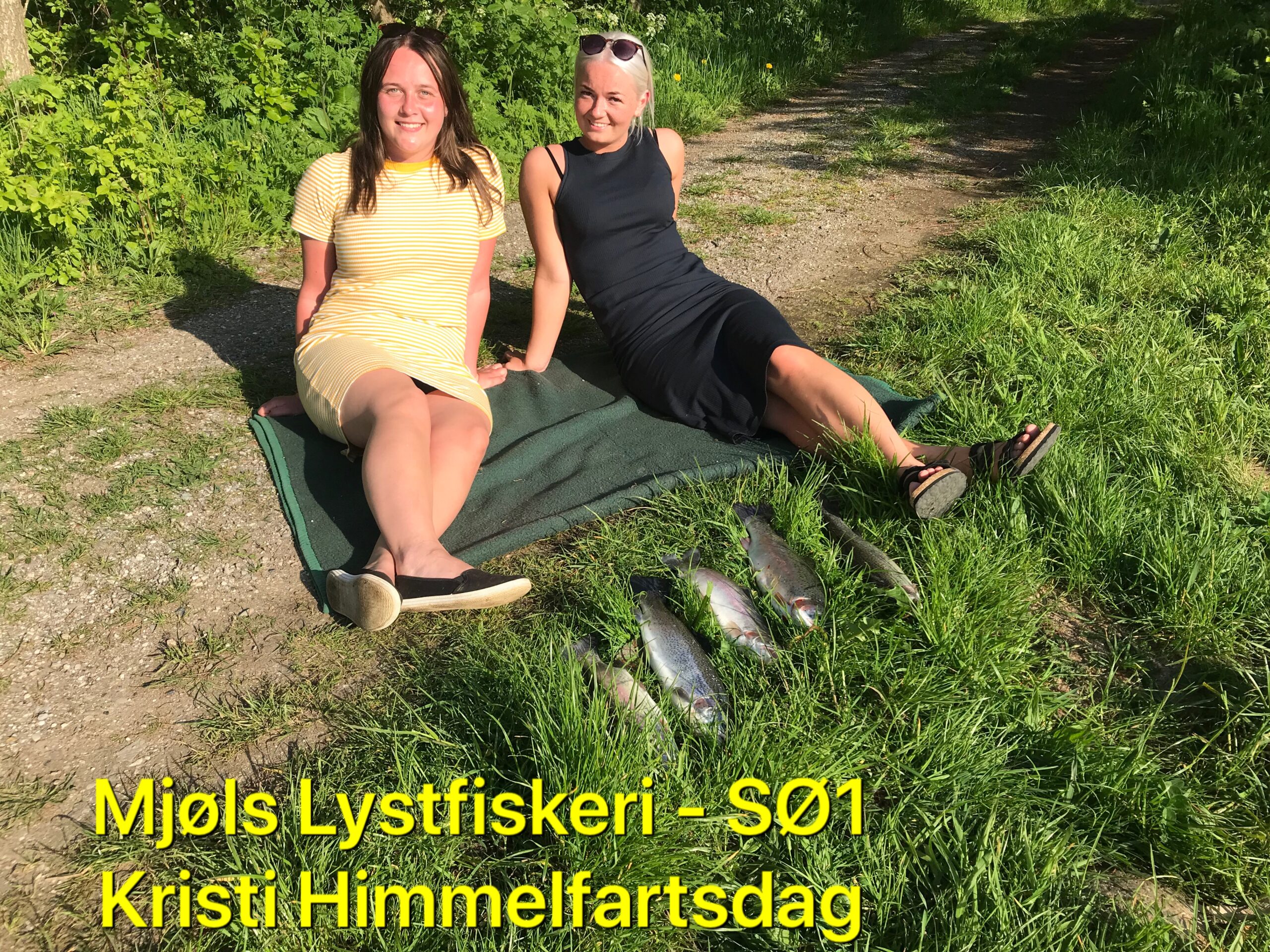 Gode sild kan også fange ørreder i Mjøls Lystfiskeri Gode sild kan også fange ørreder i Mjøls Lystfiskeri
