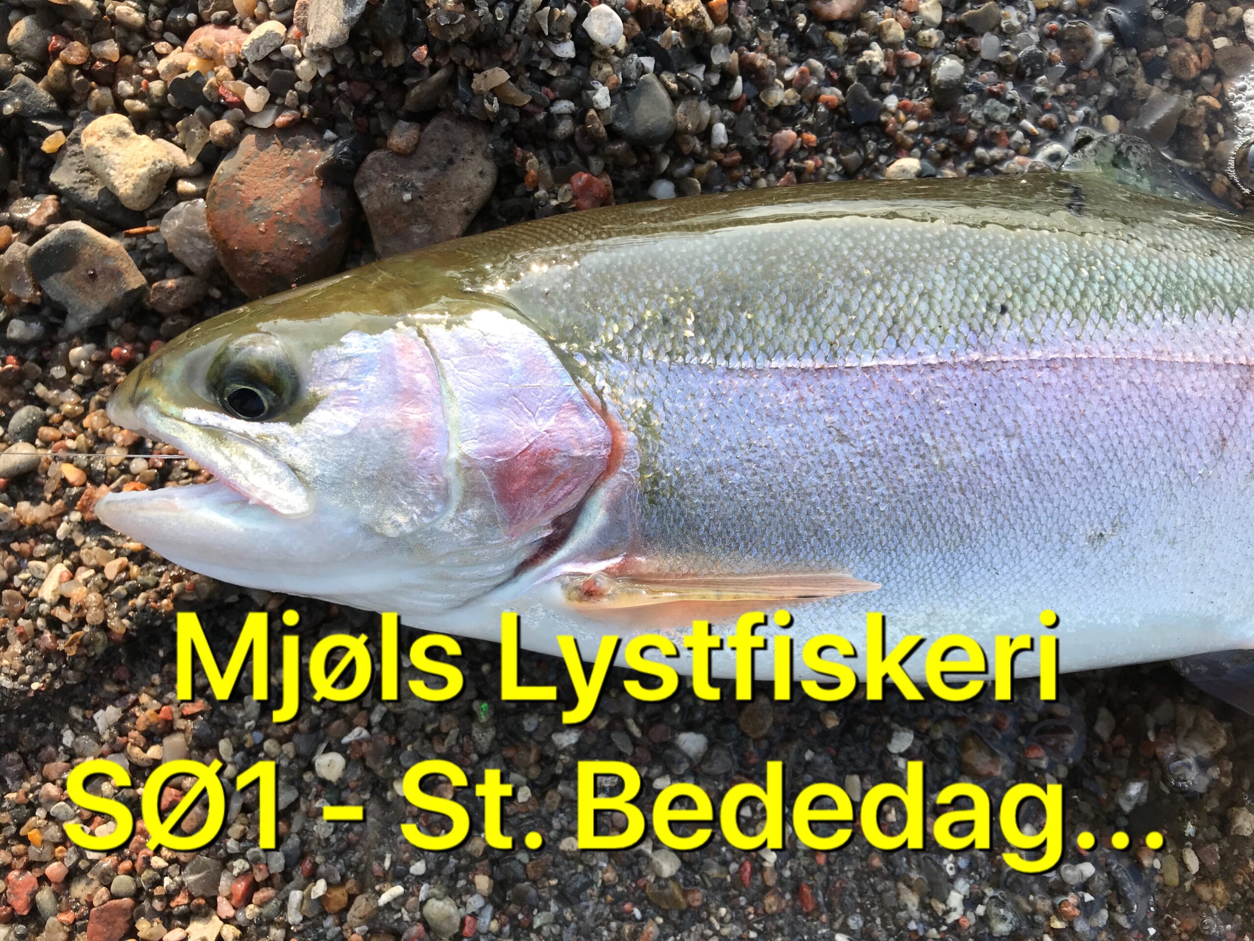 SE VIDEO – De hugger på St. Bededag