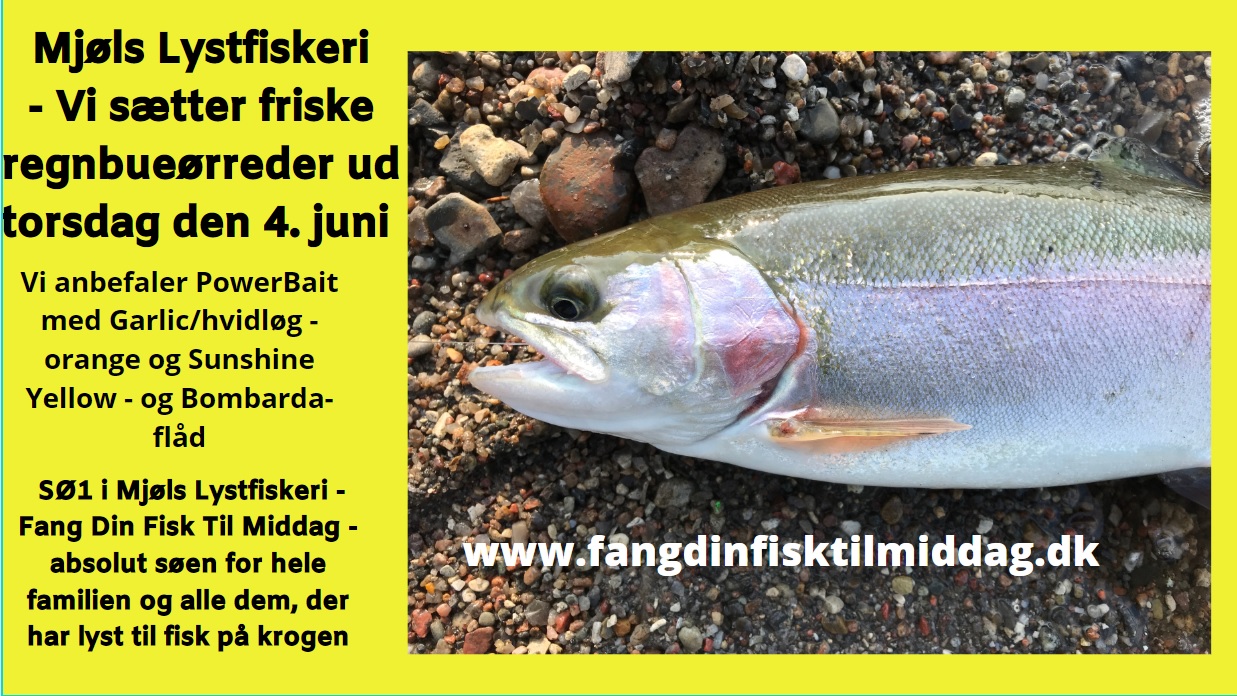 Friske regnbueørreder i Mjølslystfiskeri på torsdag