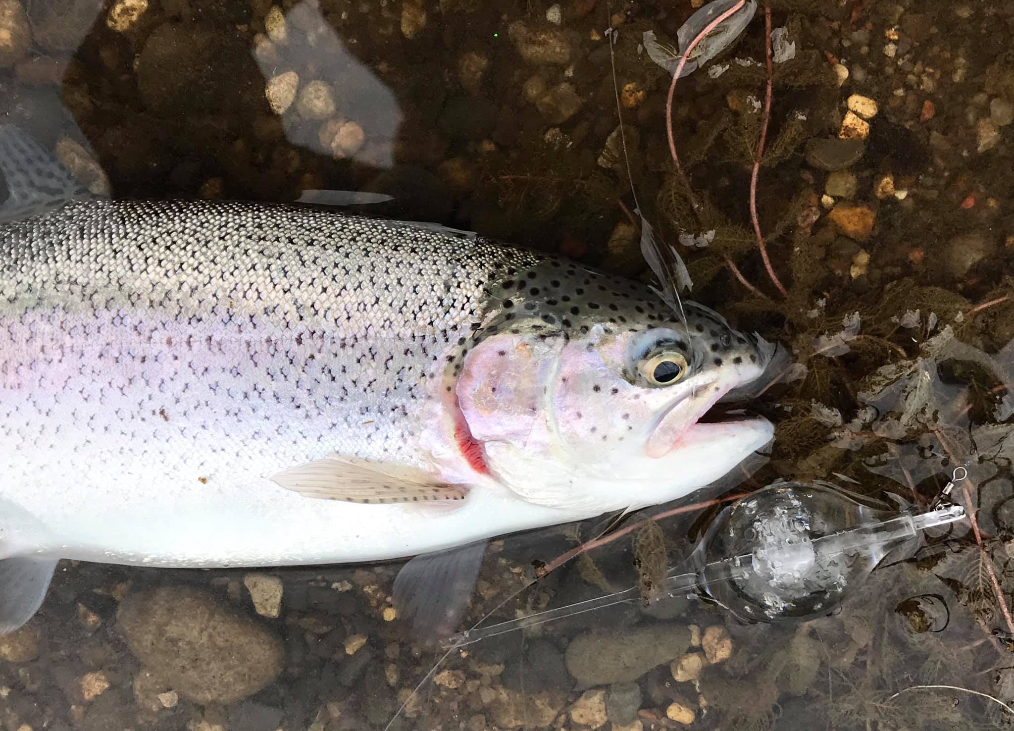 Mjøls Lystfiskeri – SØ1 – Vi sætter friske fisk ud nu på søndag Mjøls Lystfiskeri – SØ1 – Vi sætter friske fisk ud nu på søndag