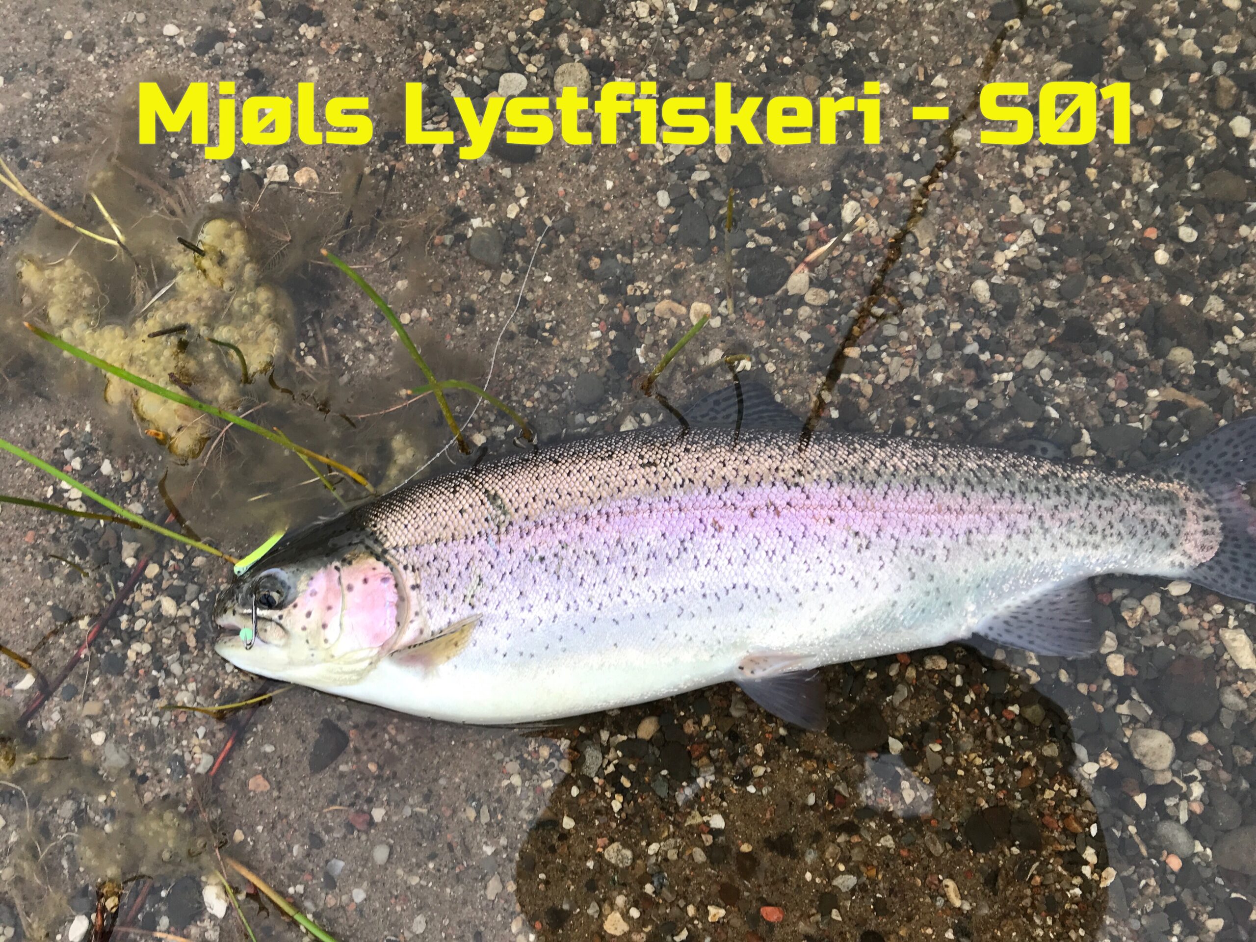 SE VIDEO – Mjøls Lystfiskeri – Tirsdag aften tog de gennemløberen