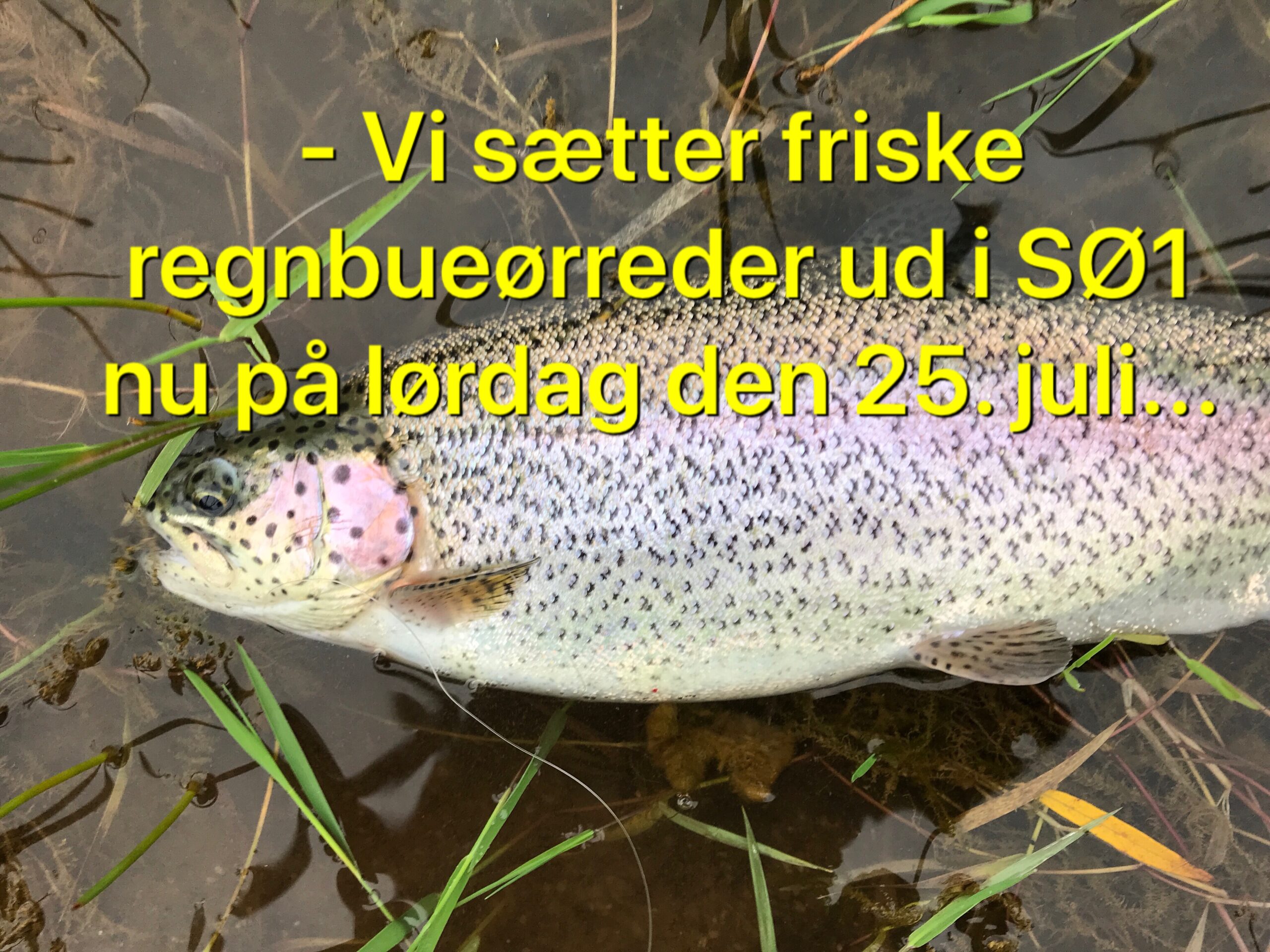 Mjøls Lystfiskeri: Nu på lørdag sættes der friske regnbuer ud i SØ1 Mjøls Lystfiskeri: Nu på lørdag sættes der friske regnbuer ud i SØ1