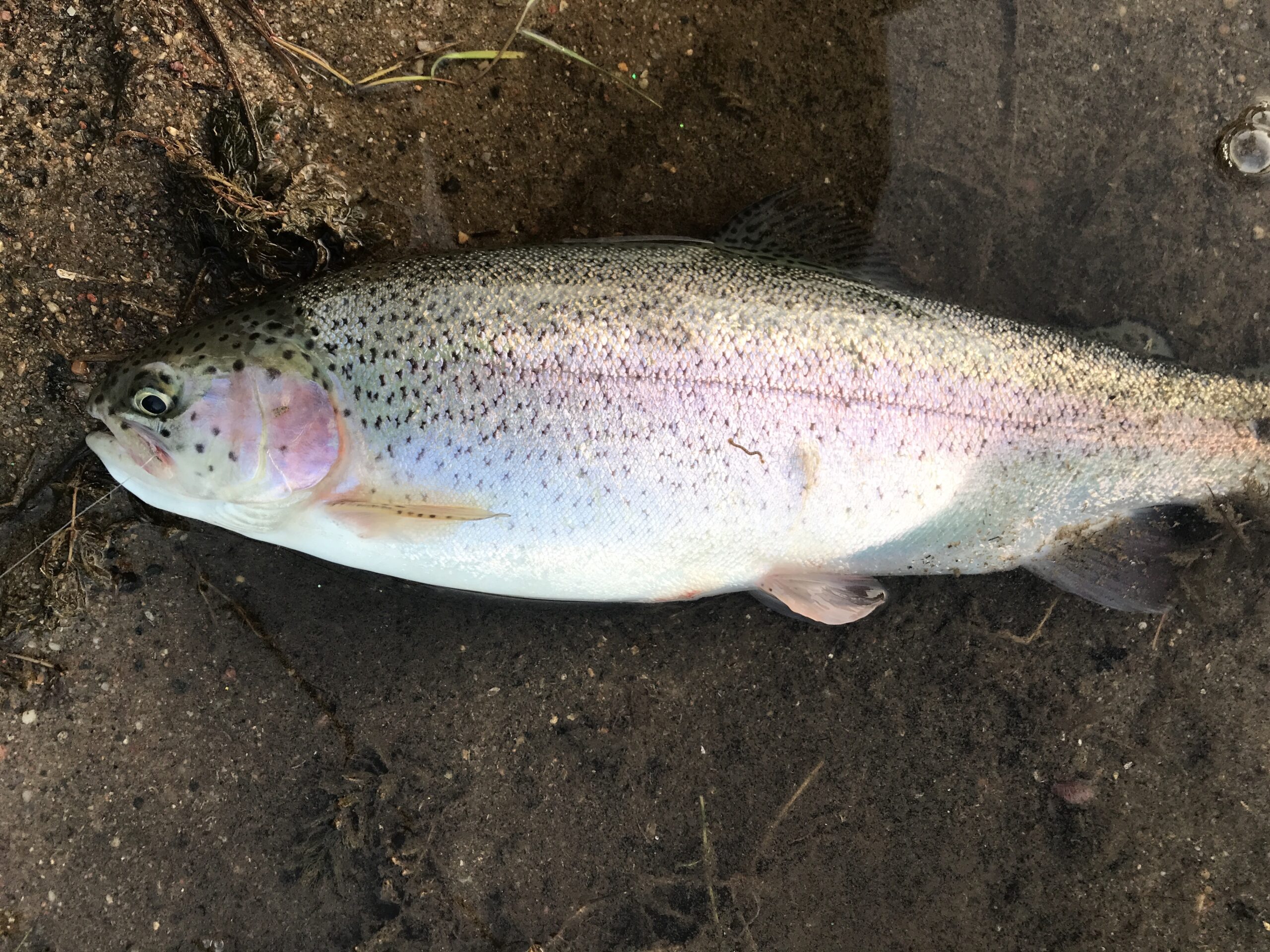 SE VIDEO – Masser af fisk udsat i dag