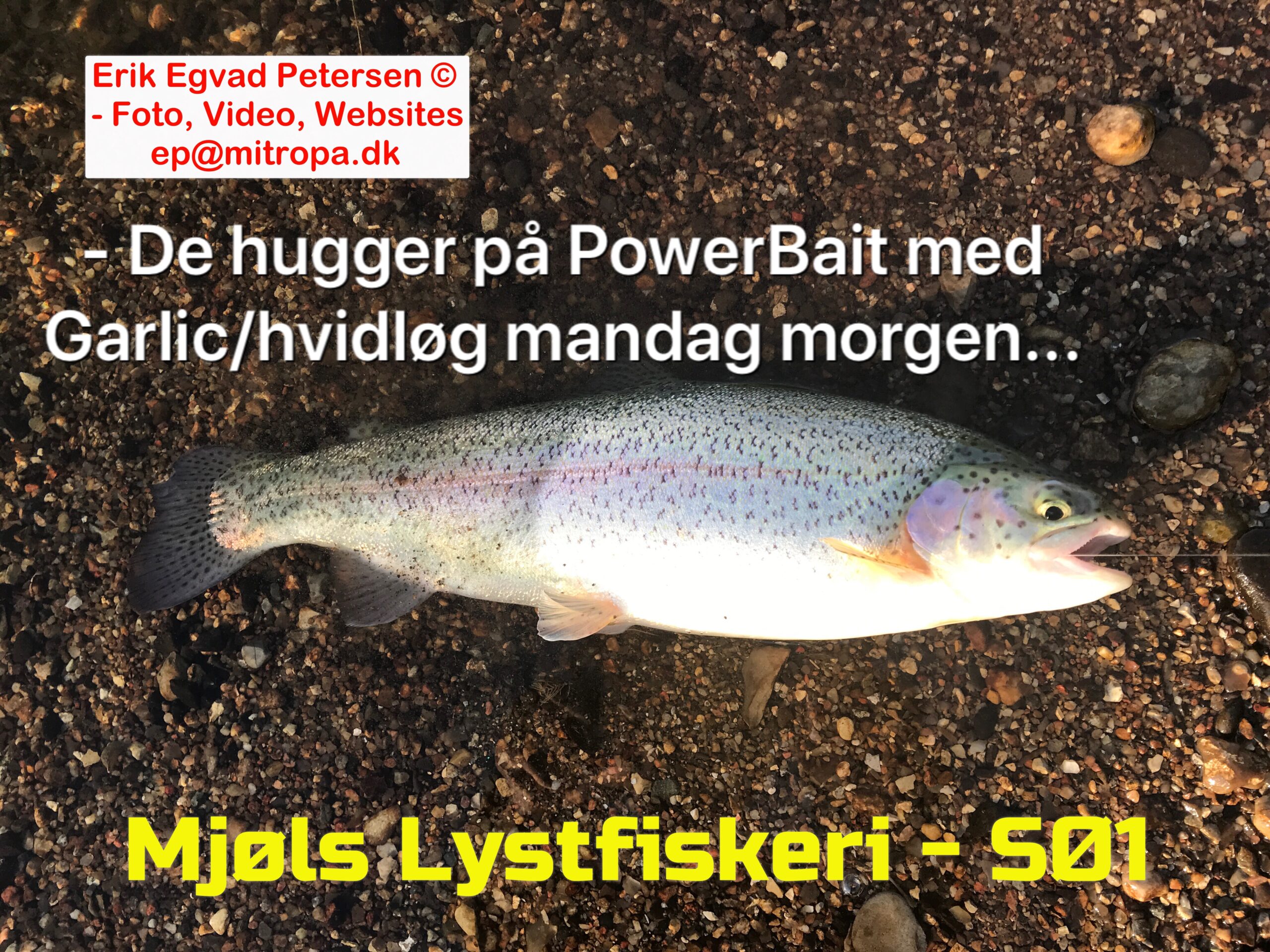 SE VIDEO – Mjøls Lystfiskeri: De er vilde med Sunshine Yellow og Chartreuse SE VIDEO – Mjøls Lystfiskeri: De er vilde med Sunshine Yellow og Chartreuse