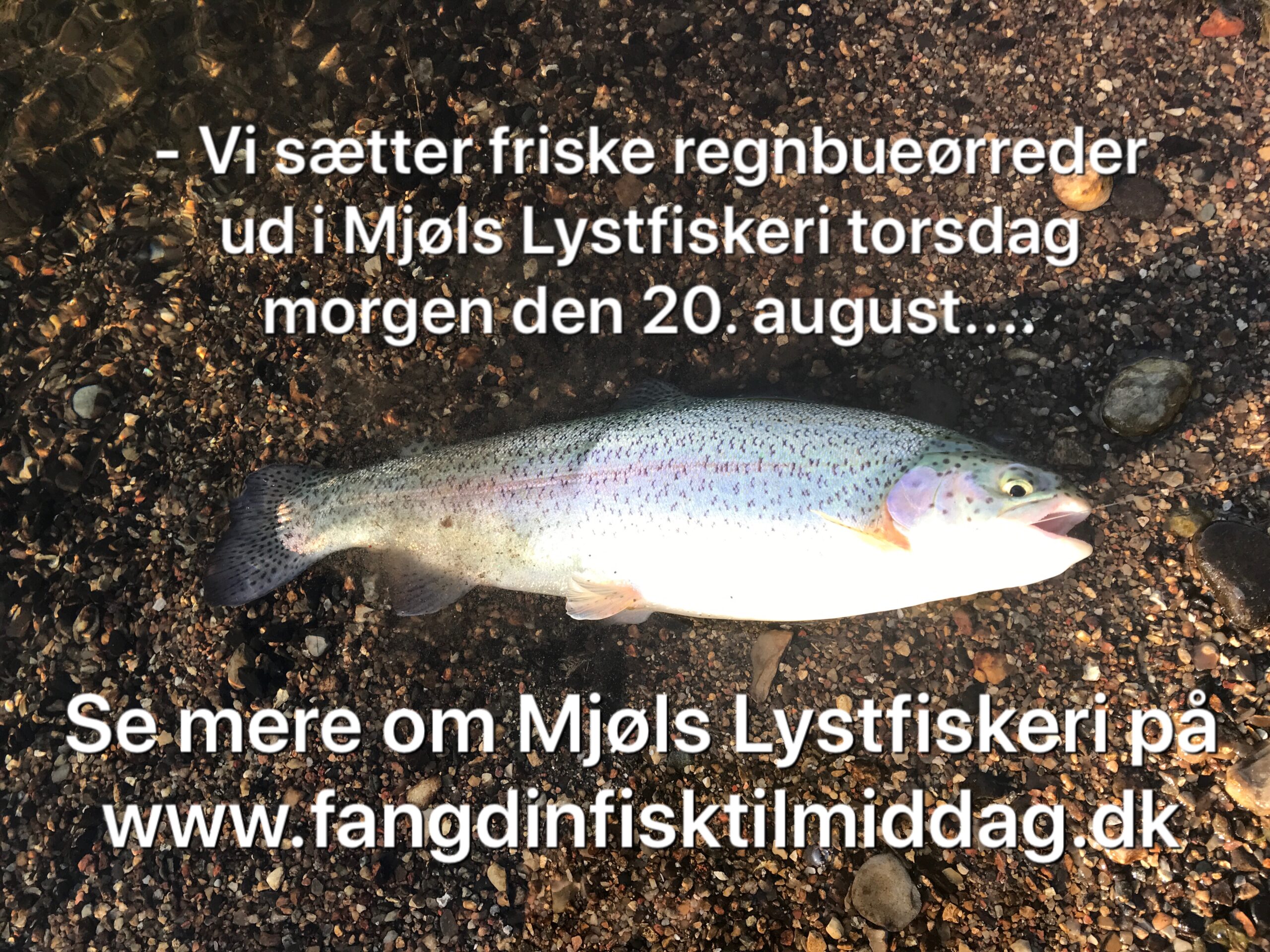 Så sætter vi igen friske regnbueørreder ud Så sætter vi igen friske regnbueørreder ud