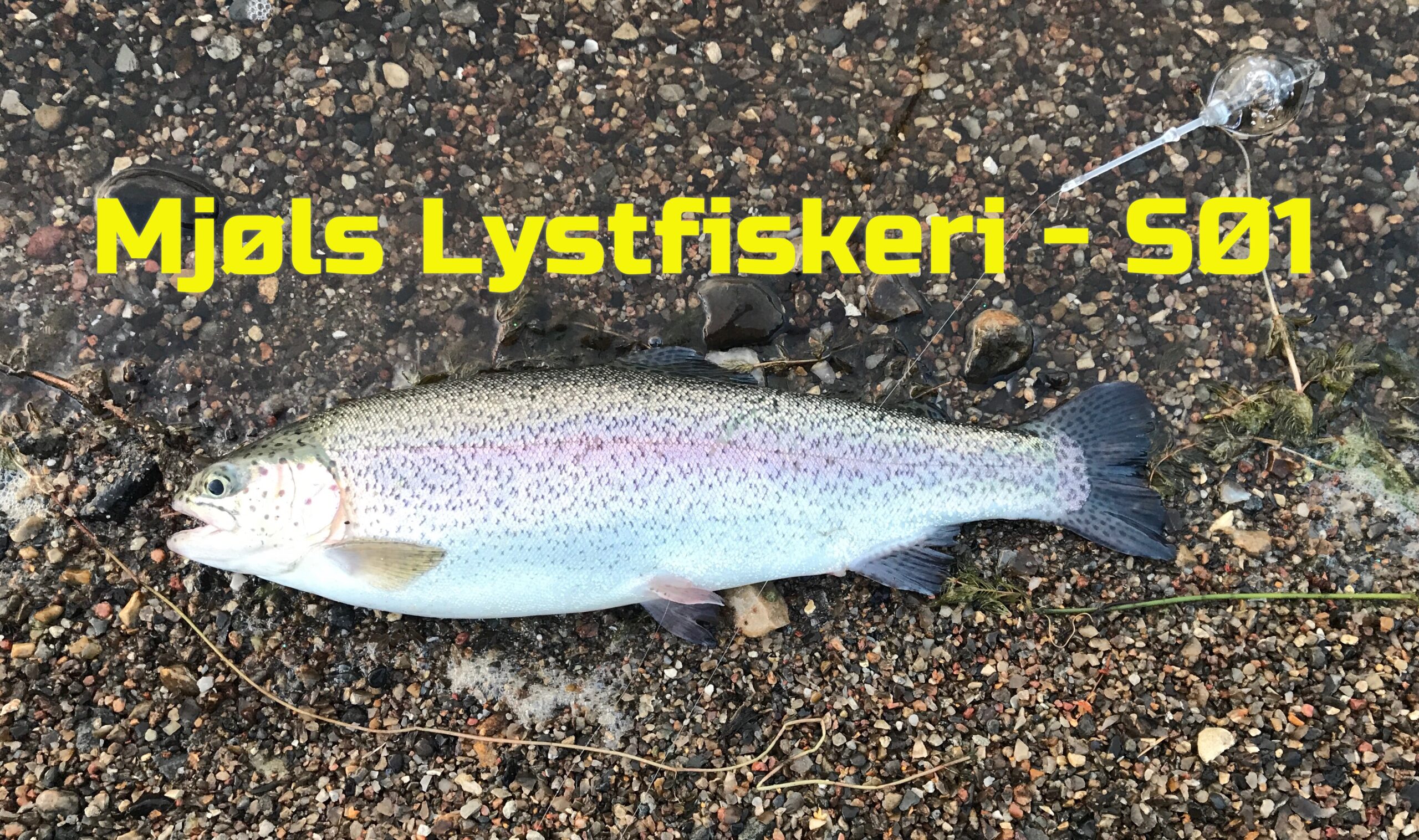 SE VIDEO – Mjøls Lystfiskeri – masser af regnbueørreder lørdag morgen – 21. august SE VIDEO – Mjøls Lystfiskeri – masser af regnbueørreder lørdag morgen – 21. august