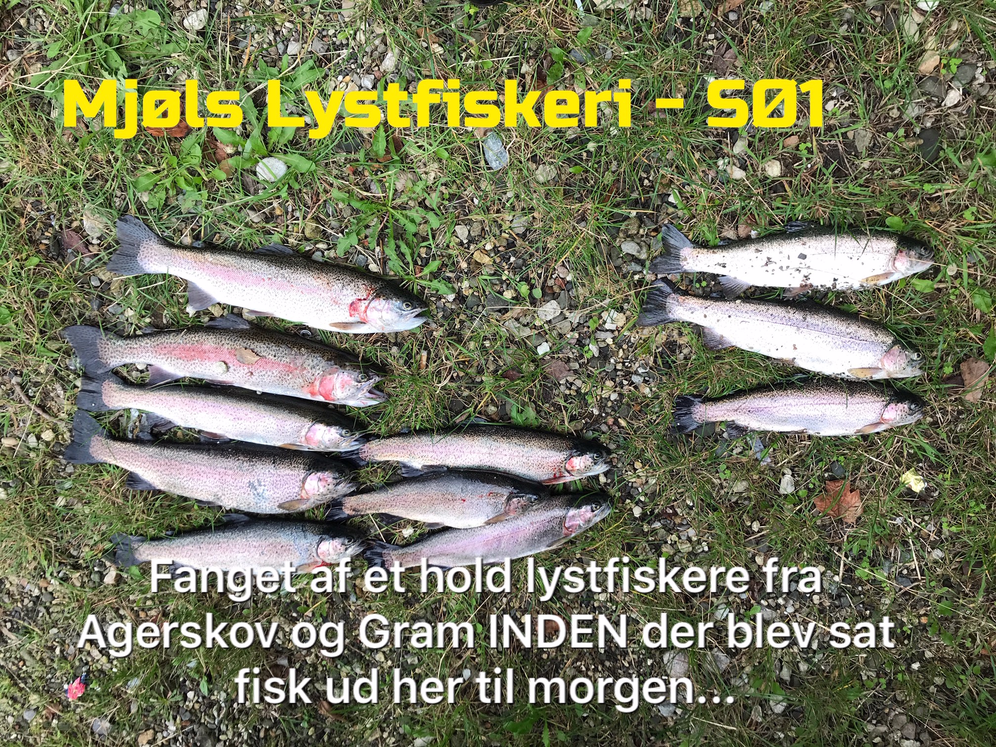 SE VIDEO – Friske regnbueørreder udsat i SØ1 i dag SE VIDEO – Friske regnbueørreder udsat i SØ1 i dag