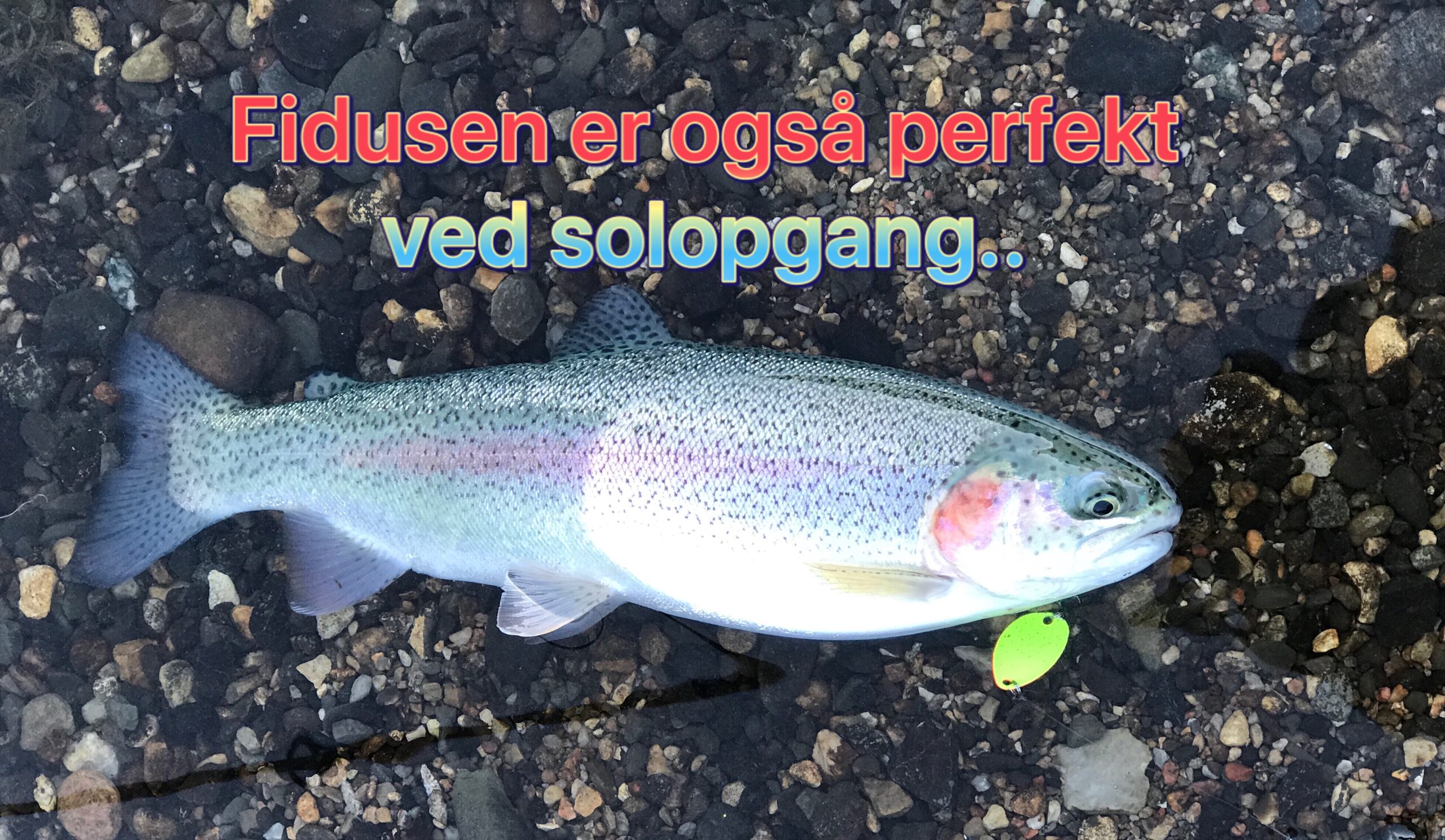 SE VIDEO – Mjøls Lystfiskeri – hug på Fidusen ved solopgang SE VIDEO – Mjøls Lystfiskeri – hug på Fidusen ved solopgang