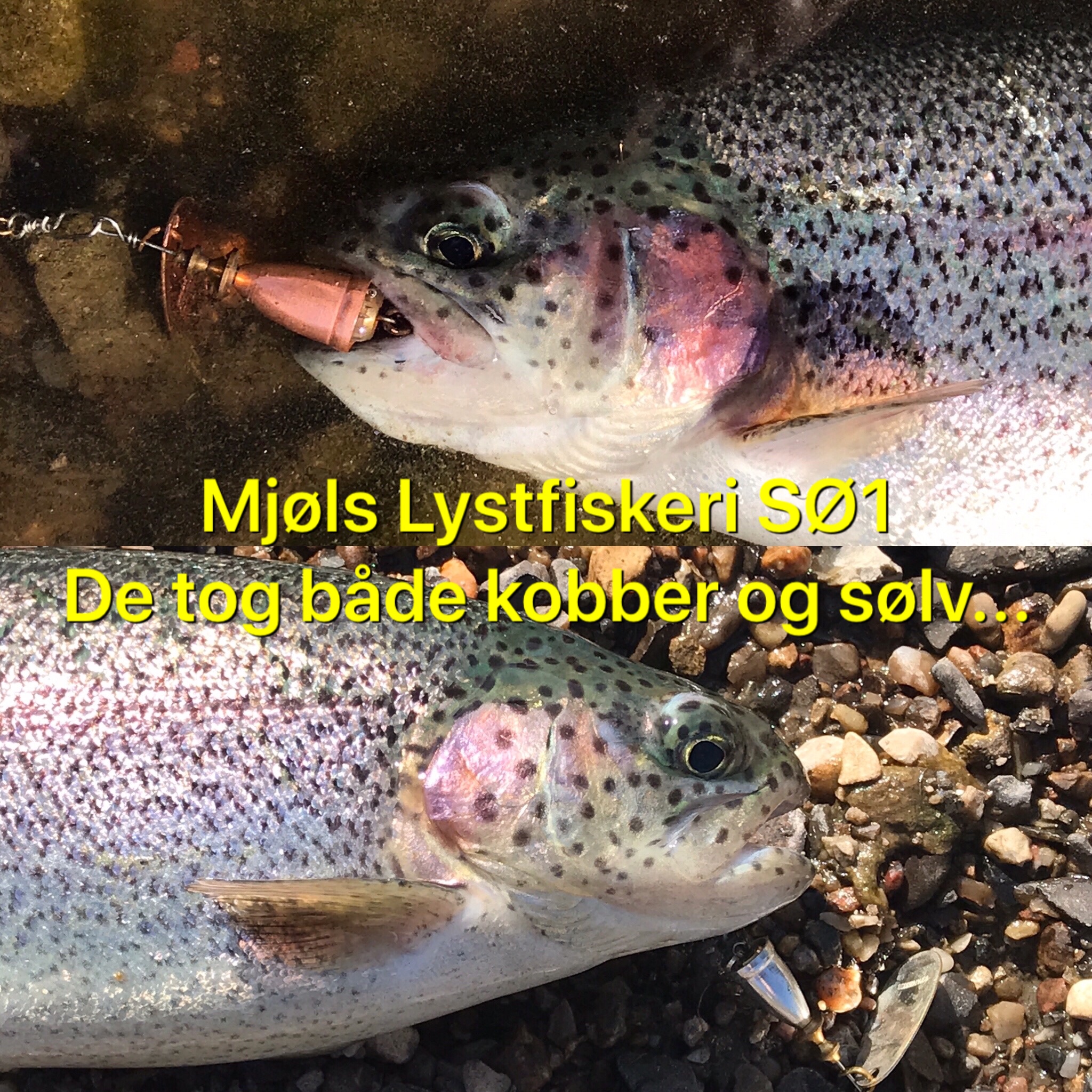 Mjøls Lystfiskeri SØ1 – De hugger også i solskinsvejr Mjøls Lystfiskeri SØ1 – De hugger også i solskinsvejr