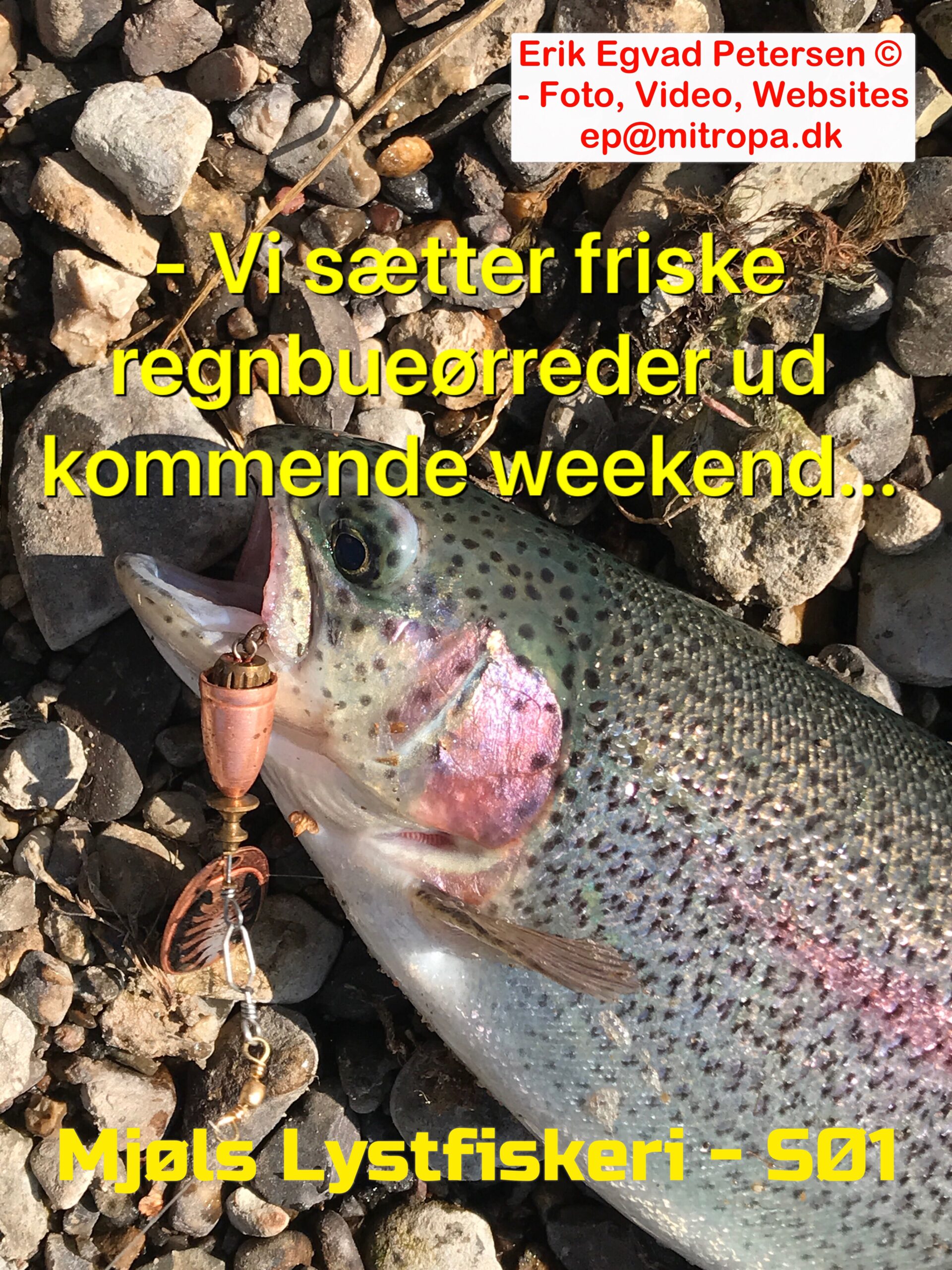Mjøls Lysfiskeri – Vi sætter friske regnbueørreder ud Mjøls Lysfiskeri – Vi sætter friske regnbueørreder ud