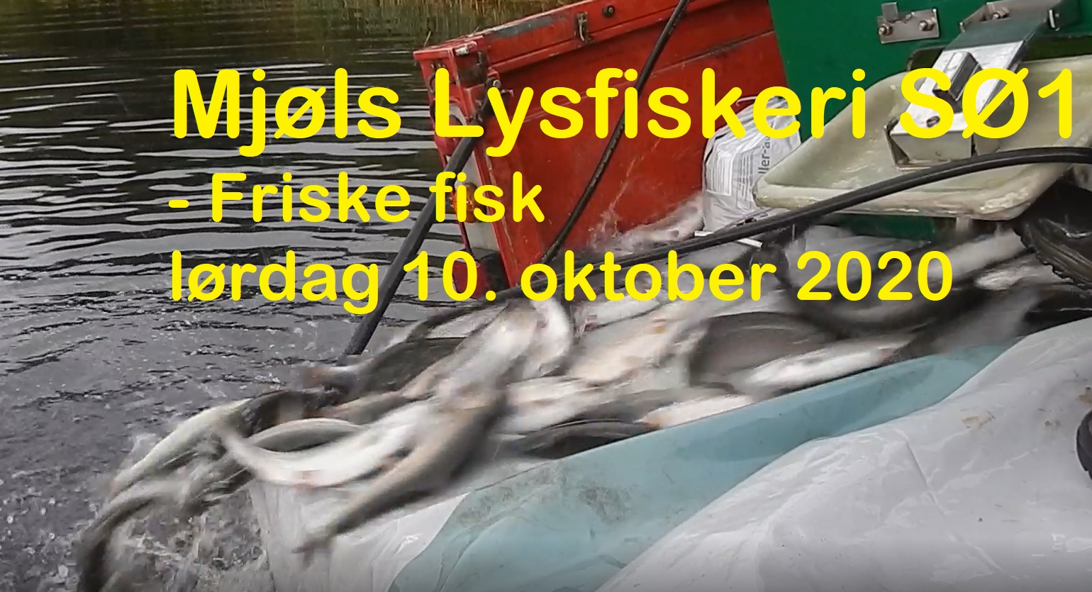 SE VIDEO – MJØLS LYSTFISKERI – Friske regnbueørreder i SØ1 her til formiddag SE VIDEO – MJØLS LYSTFISKERI – Friske regnbueørreder i SØ1 her til formiddag