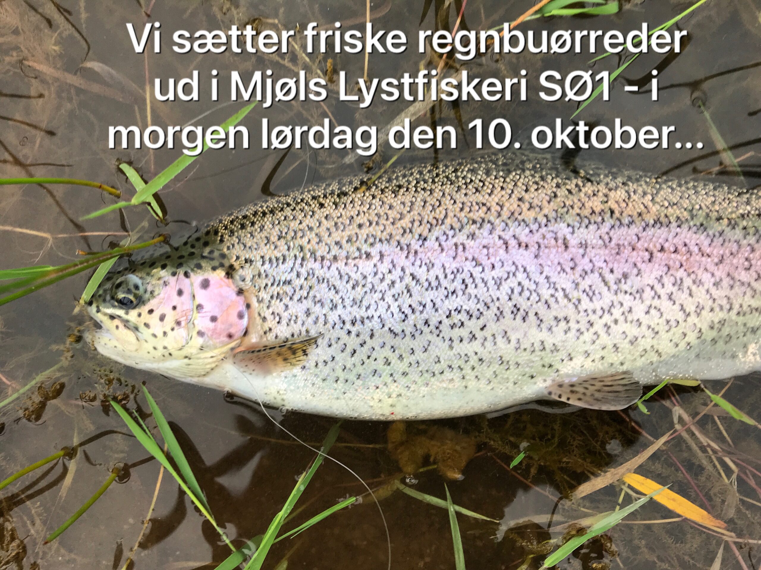 SØ1 – Friske fisk i morgen lørdag den 10. oktober SØ1 – Friske fisk i morgen lørdag den 10. oktober