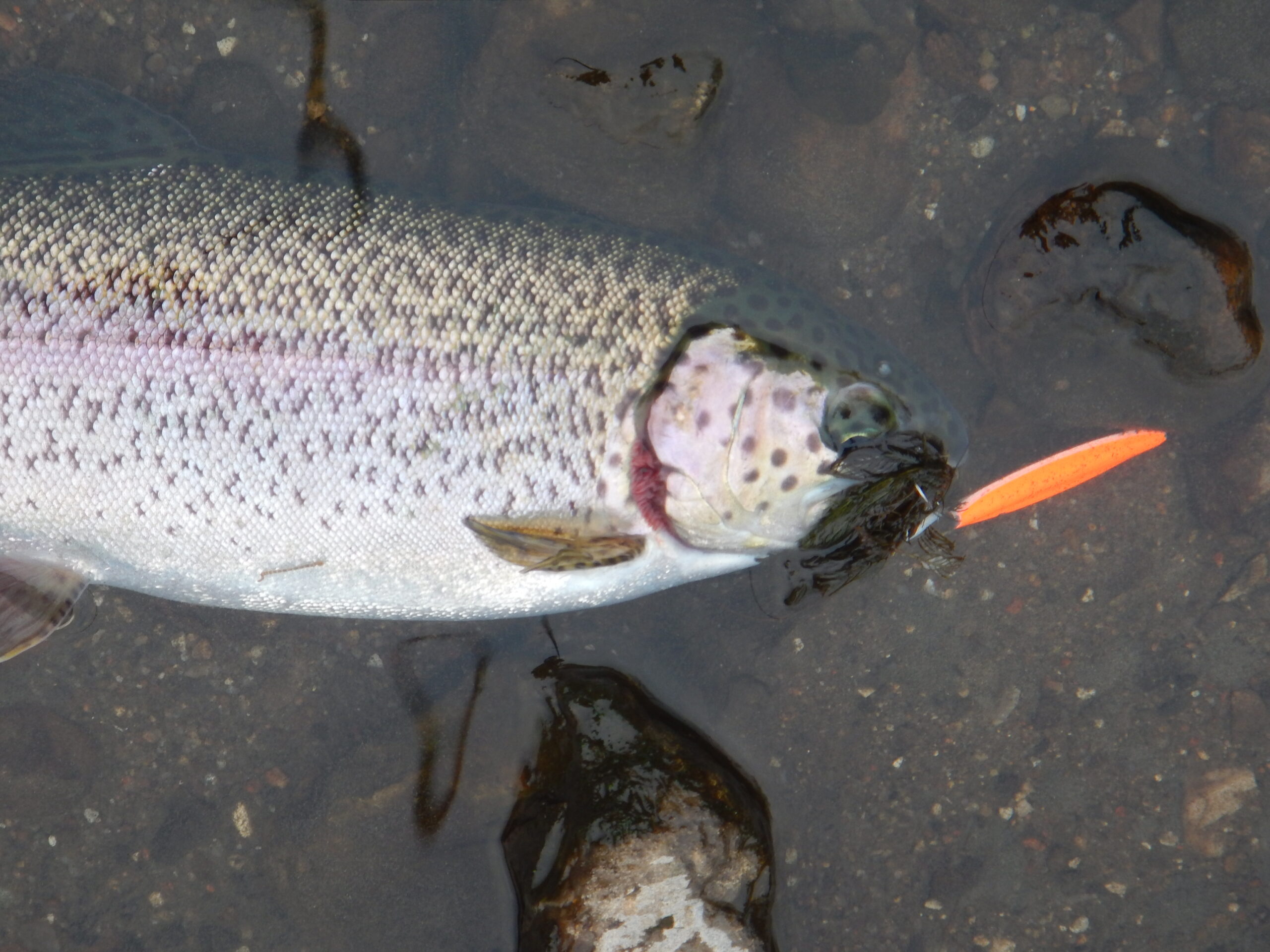 Mjøls Lystfiskeri: Fredag over middag med et par tips og fisk på krogen Mjøls Lystfiskeri: Fredag over middag med et par tips og fisk på krogen