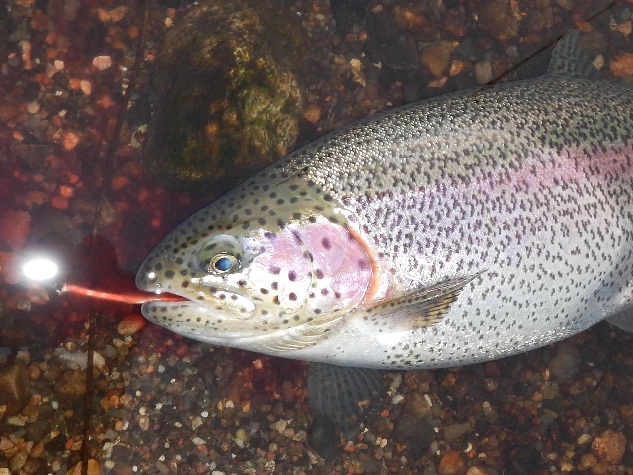 SØ1 – 24. december – Der er masser af fisk, og de hugger SØ1 – 24. december – Der er masser af fisk, og de hugger