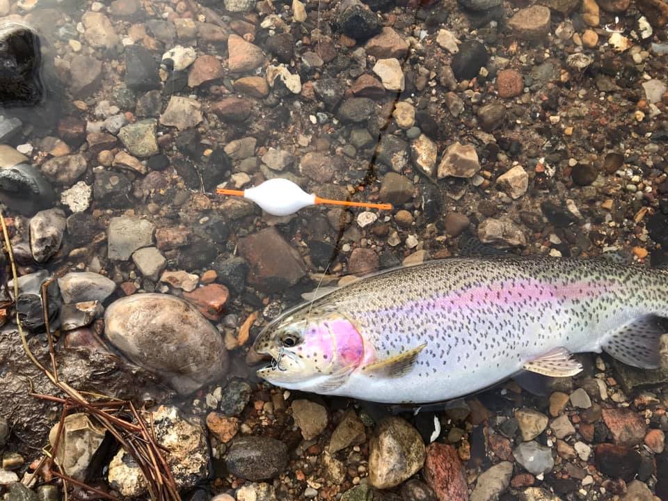 Mjøls Lystfiskeri – SØ1 – Vi sætter friske regnbueørreder ud på søndag