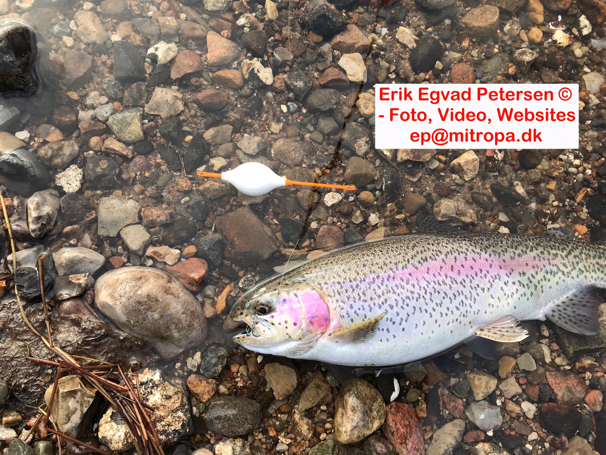 De tog PowerBait Sunshine Yellow her til morgen De tog PowerBait Sunshine Yellow her til morgen