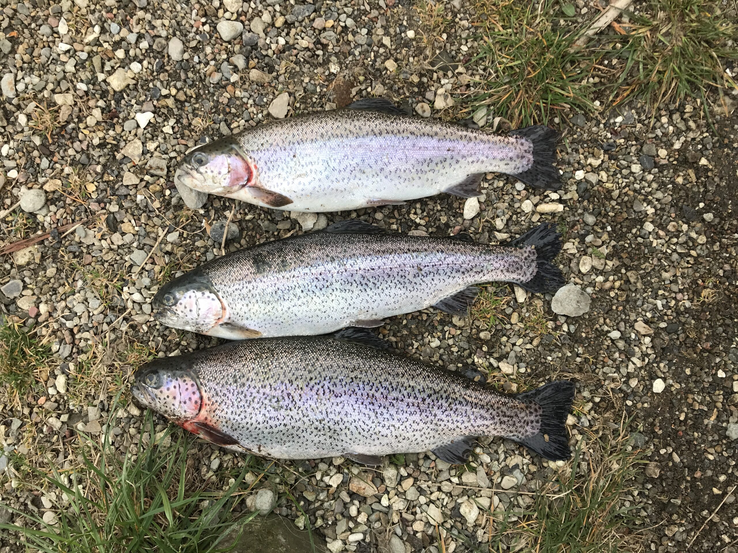 Mjøls Lystfiskeri: Friske regnbueørreder udsat i dag mandag den 13. oktober 2025 Mjøls Lystfiskeri: Friske regnbueørreder udsat i dag mandag den 13. oktober 2025