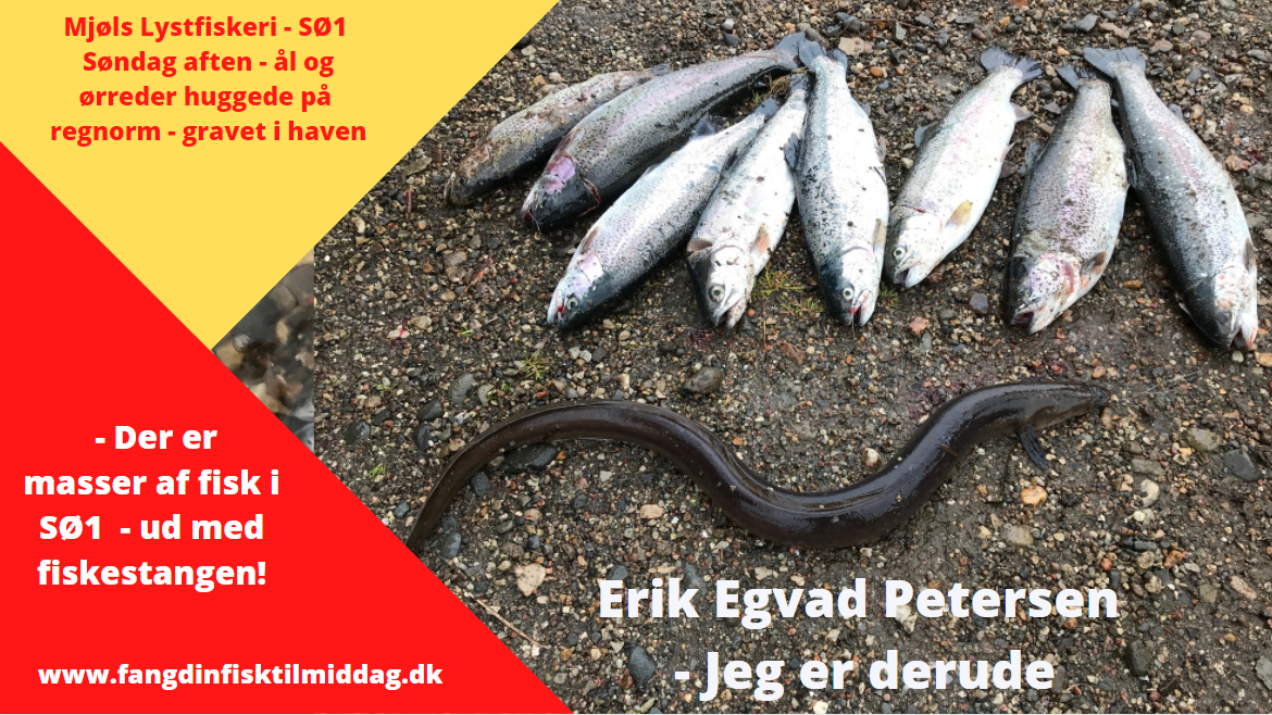 Mjøls Lystfiskeri – SØ1 – søndag aften fire lystfiskere fra Aabenraa med regnorm