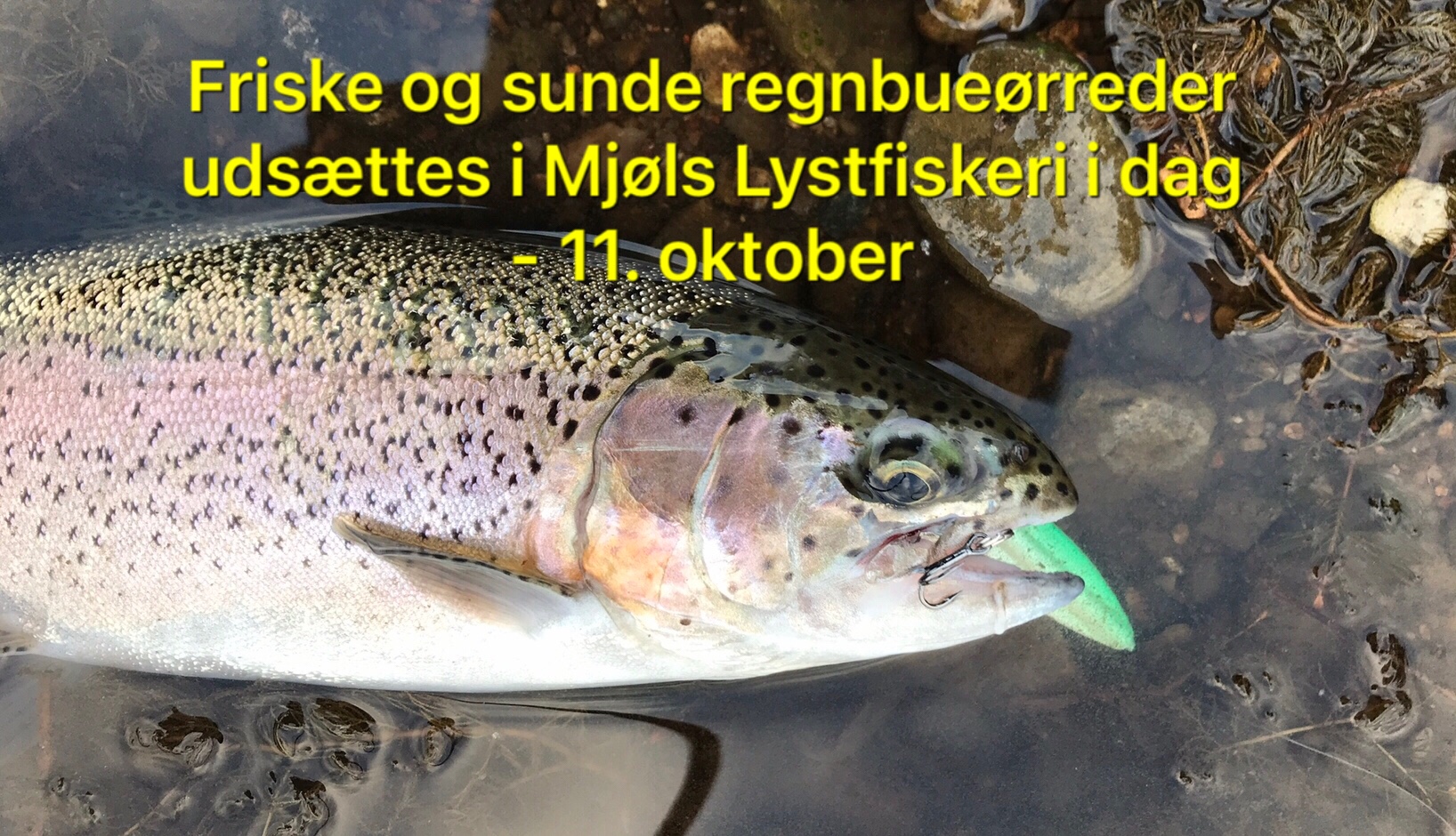 SE VIDEO – MJØLS Lystfiskeri: Friske og sunde regnbueørreder i SØ1 i dag