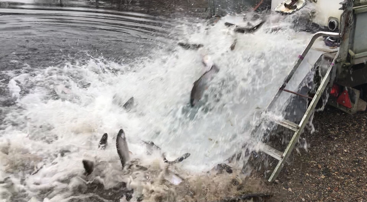 SE VIDEO – Mjøls Lystfiskeri – Friske regnbueørreder i SØ1 i dag