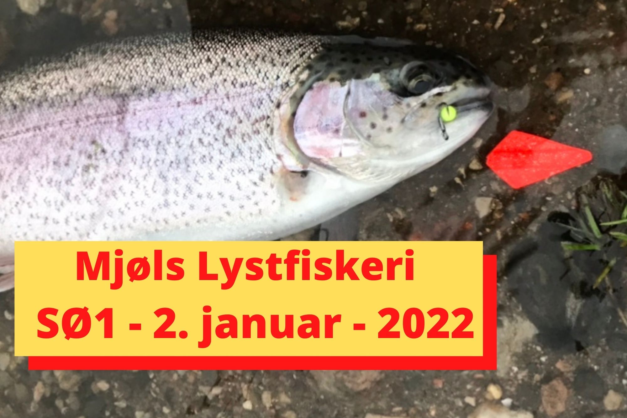 SE VIDEO – Mjøls Lystfiskeri – SØ1 – 2. januar 2022 – de hugger som bare