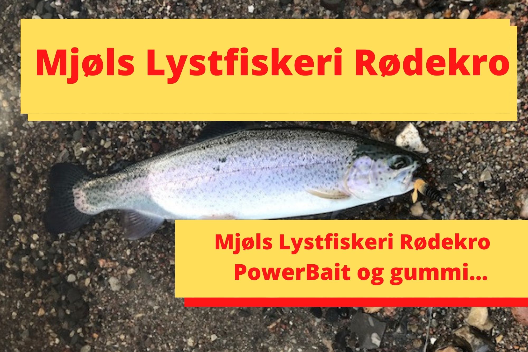 SE VIDEO – Mjøls Lystfiskeri Rødekro – de huggede på PowerBait og gummi..