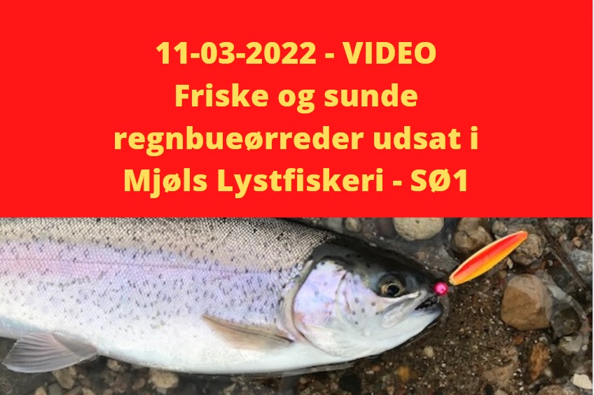 SE VIDEO: Friske og sunde regnbueørreder udsat i Mjøls Lystfiskeri SØ1 – 11-03-2022