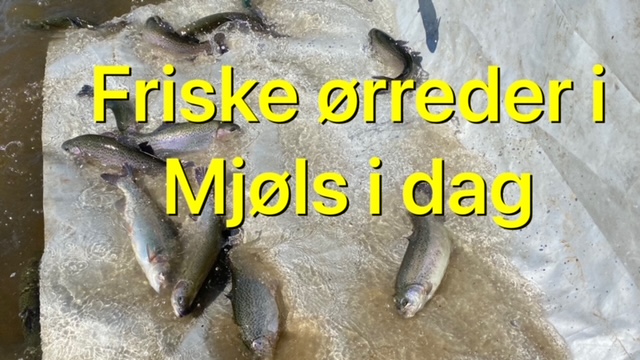 SE VIDEO – Friske regnbueørreder i SØ1 i Mjøls Lystfiskeri Rødekro i dag – 12. maj 2022