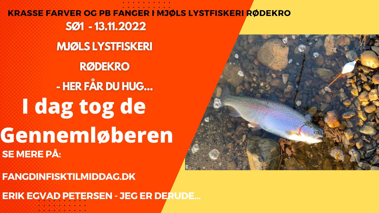 Mjøls Lystfiskeri Rødekro: De huggede på gennemløber i pangfarver igen i dag – se video