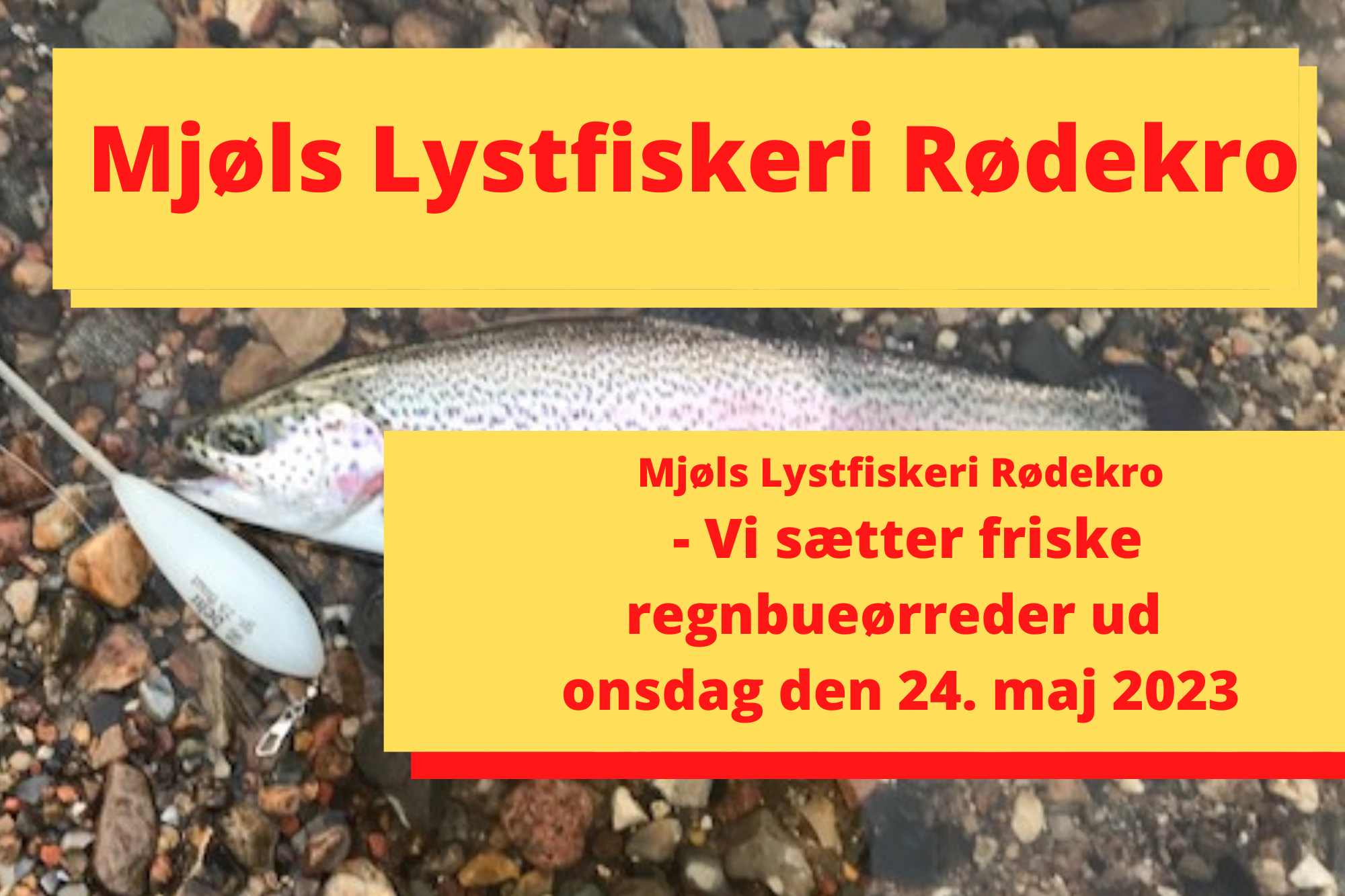 Mjøls Lystfiskeri: I morgen onsdag den 24. maj 2023 udsættes friske regnbueørreder i SØ1