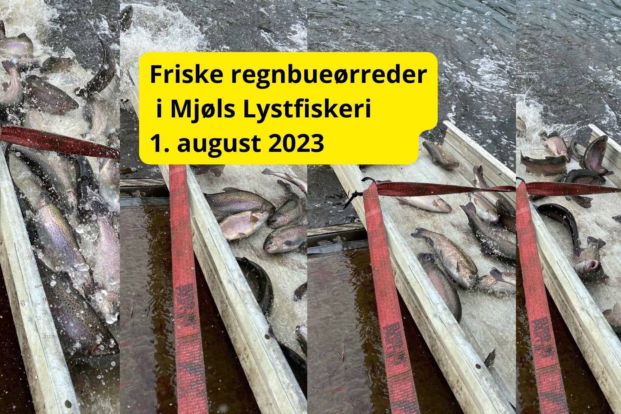 Mjøls Lystfiskeri Rødekro – Friske fisk i SØ1 i dag tirsdag den 1. august 2023