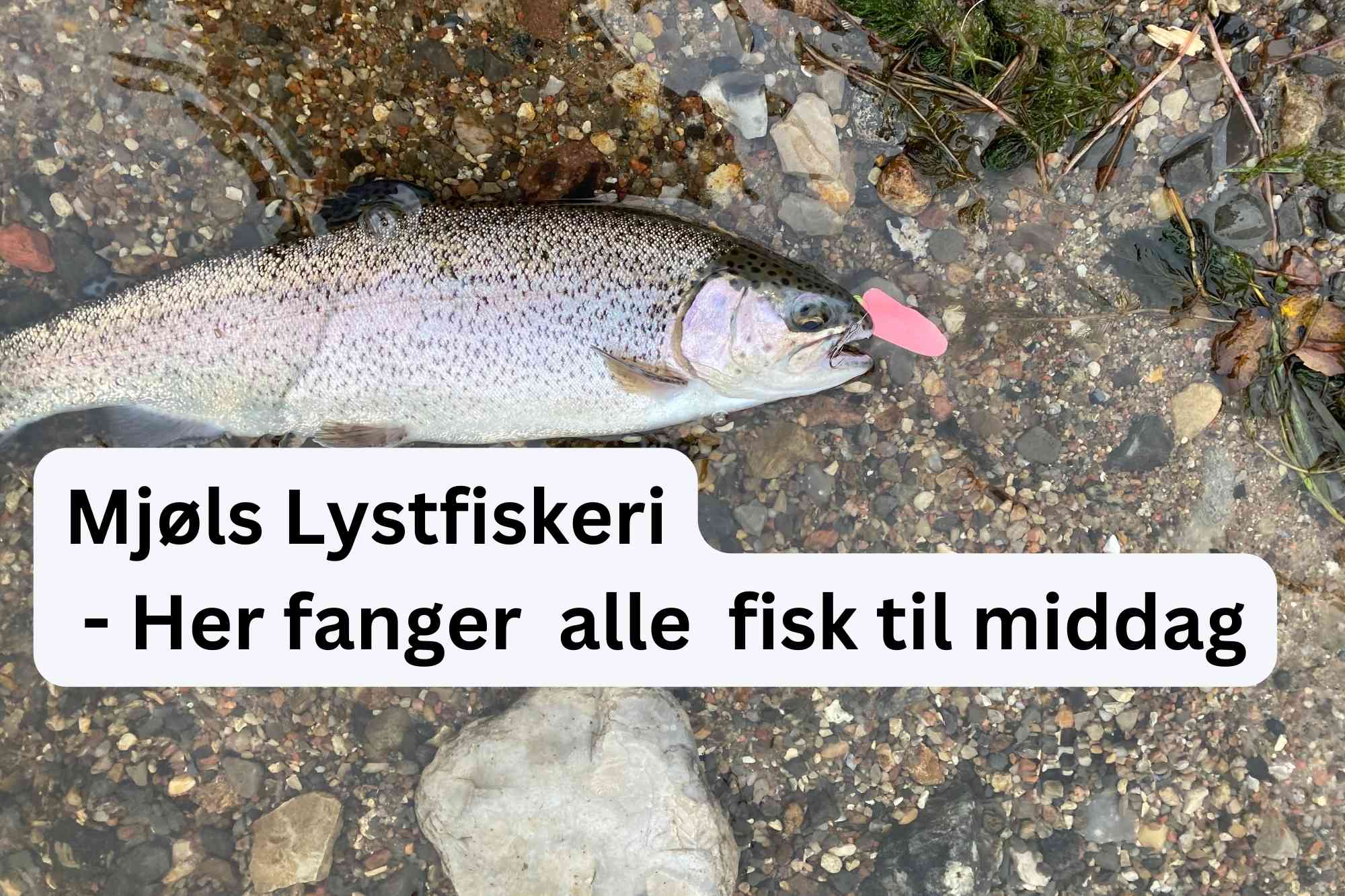 SE VIDEO: – Tag til Mjøls Lystfiskeri og få fisk på krogen