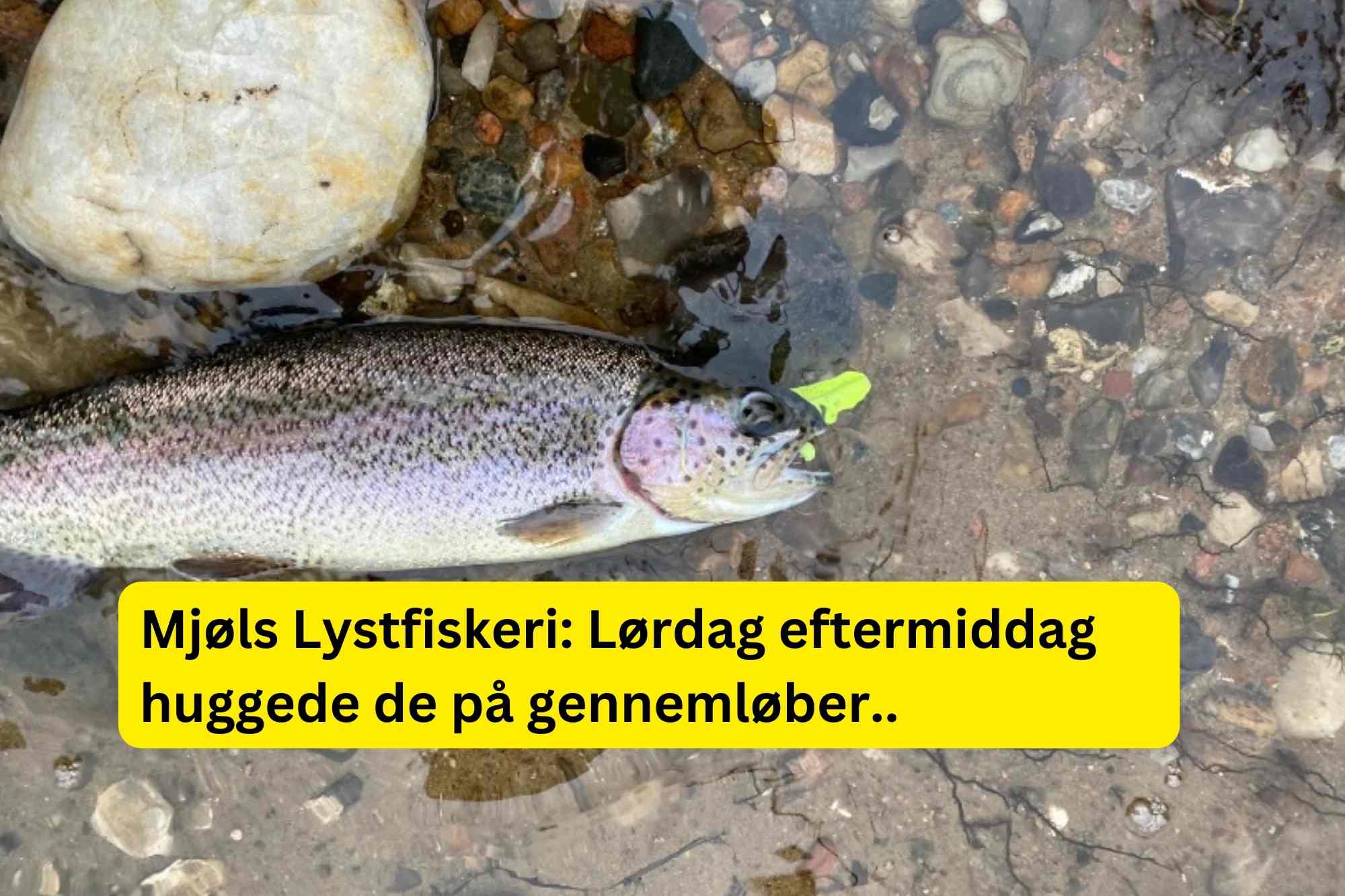 SE VIDEO – Mjøls Lystfiskeri: – De hugger på gennemløber – der er masser af fisk i SØ1
