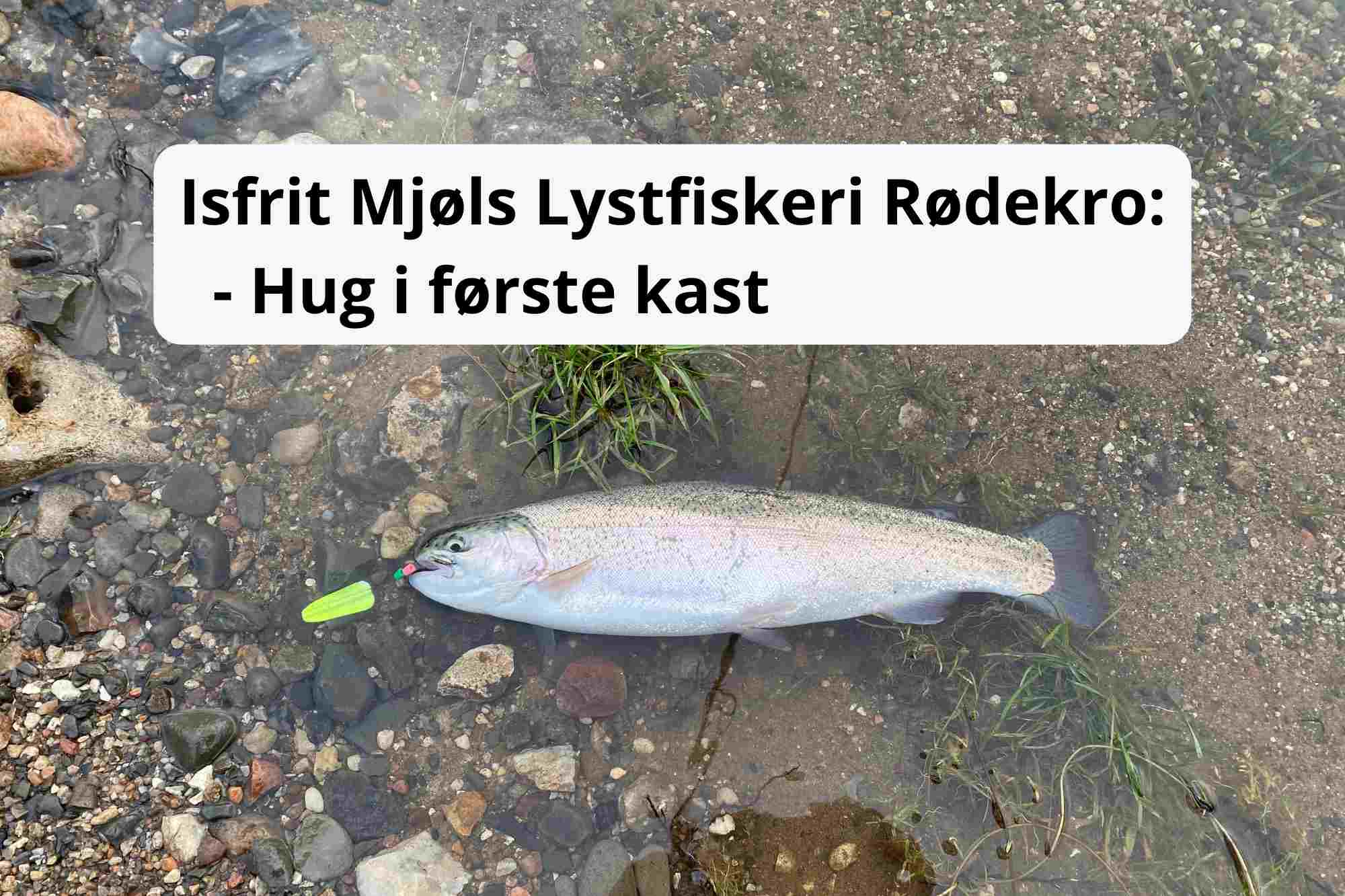 Mjøls Lystfiskeri – SØ1 – isfri og hug i første kast i dag torsdag den 25. januar 2024