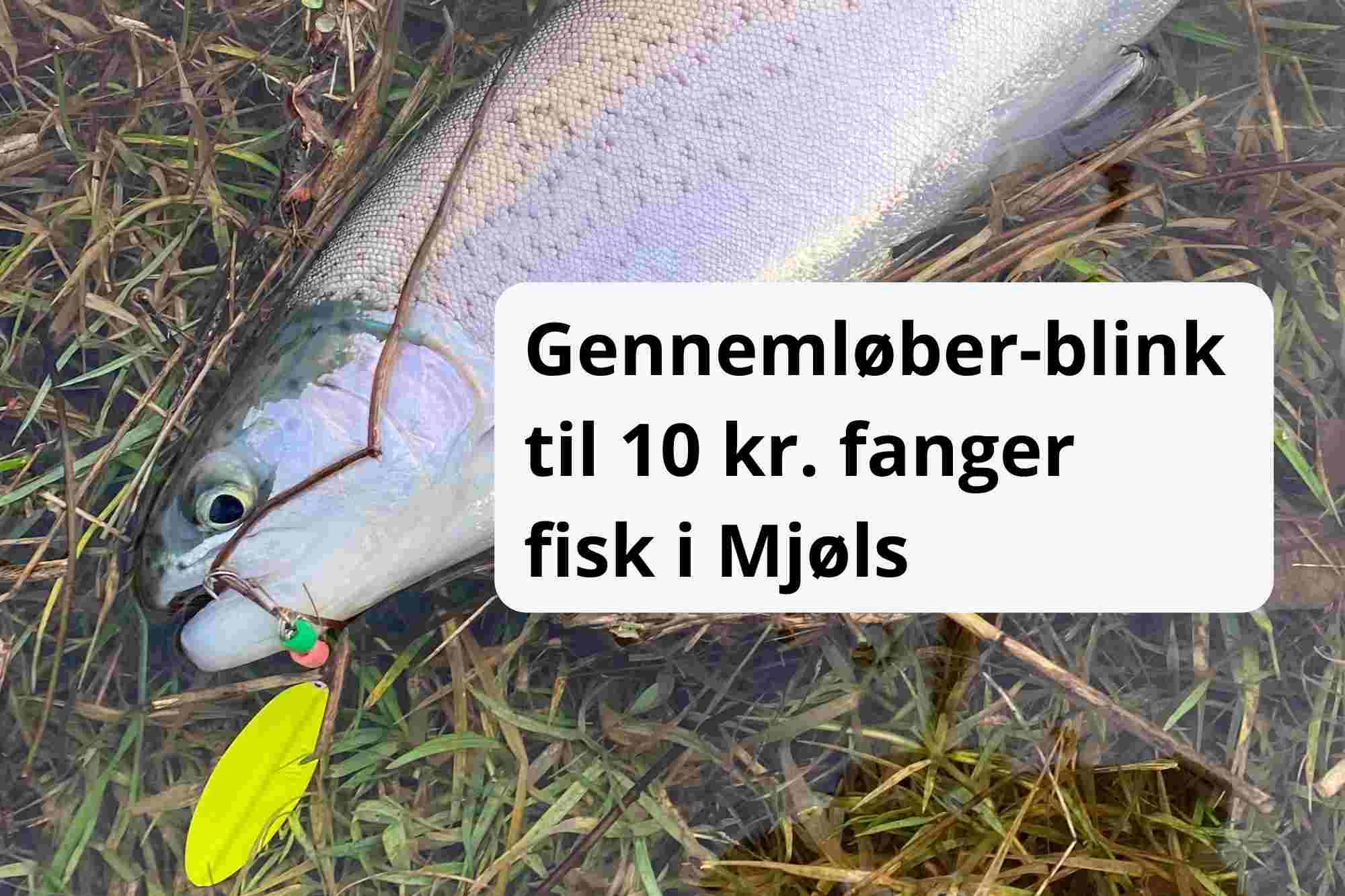 Danmarks billigste gennemløber fanger ørreder i Mjøls Lystfiskeri Rødekro