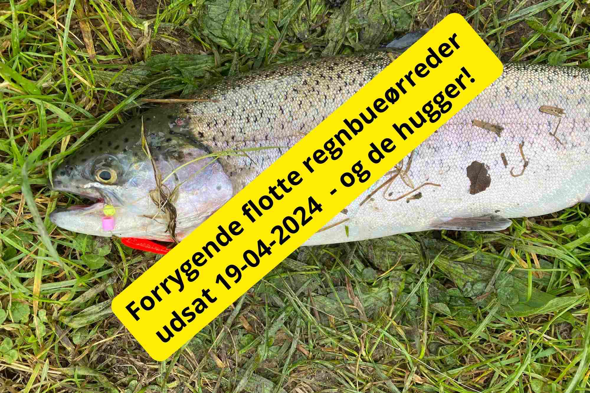 SE VIDEO: Mjøls Lystfiskeri Rødekro – Forrygende flotte regnbueørreder udsat fredag 19. april