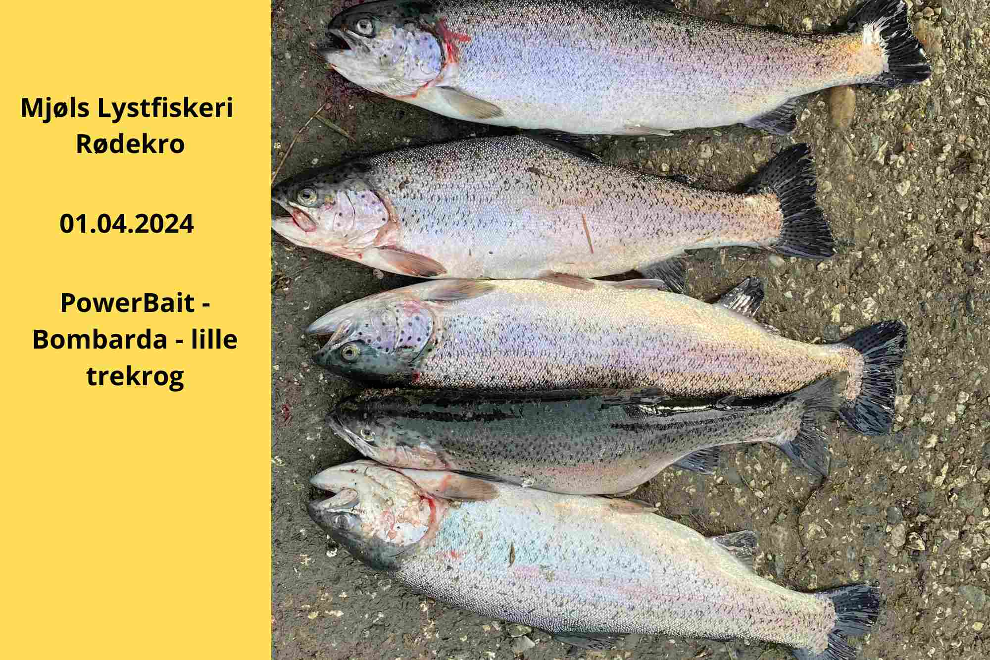 Mjøls Lystfiskeri Rødekro – 1. april huggede de på PowerBait
